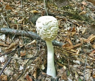 Прикрепленное изображение: 2gr.jpg